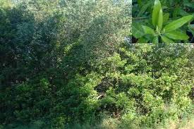 Check spelling or type a new query. Myrica Californica Pacific Wax Myrtle