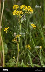 Image result for Rorippa