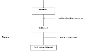 life in marine driftwood the case of driftwood specialist