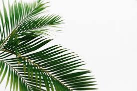 夏の植物の写真素材 写真素材なら 写真ac 無料 フリー ダウンロードok