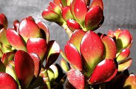Ftd®, a premier provider of beautiful floral arrangements & flower bouquets since 1910. Why Is My Jade Plant Turning Red With Photos Succulents Network
