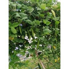 Hasil utamaanya ialah buah kacang botor yang boleh dijadikan untuk menggalakkan pokok kacang botor berbunga dan berbuah lebat, sebahagian daunnya yang rimbun perlu dibuang kerana pokok ini biasanya. Buy Pokok Kacang Kelisa Kacang Botol 5 Biji Benih Anak Pokok Dalam Polybag Seetracker Malaysia