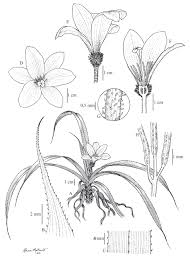 Image result for Velloziaceae