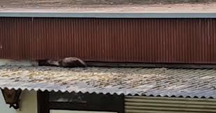 Steinmarder Unterm Dach Sie Mimen Den Poltergeist Zehlendorf