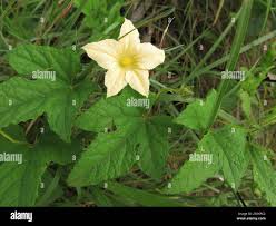 Image result for Coccinia adoensis