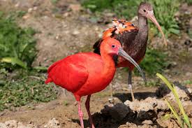 Scarlett ingrid johansson was born on november 22, 1984 in manhattan, new york city, new york. Scarlet Ibises Meet Them At Zoo Leipzig