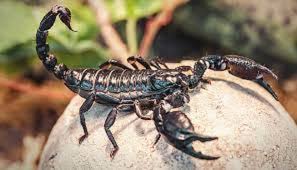 Scorpion control services