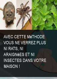 Avec Cette Methode Vous Ne Verrez Plus Ni Rats Ni Araignees Et Ni Insectes Dans Votre Maison Insecte Araignee Maison Insectes