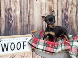 Image result for miniature pinscher