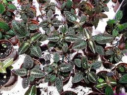 Image result for Cnestis polyphylla