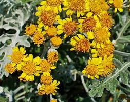 Image result for Cineraria