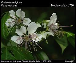 Image result for Crateva