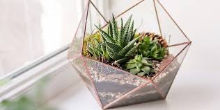 Ball cacti are moderate growers, adding about 4 inches to their height each year. How To Make A Terrarium Build A Terrarium In 6 Steps