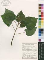 Image result for Obetia