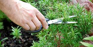 Check spelling or type a new query. Twenty Ways To Use Rosemary Molly Green