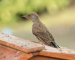 When do northern flickers nest? Photos Northern Flicker Colaptes Auratus Birds Of The World