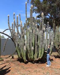 Image result for Lophocereus
