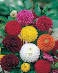 It's recommended that you grow zinnia from seed right in the garden bed, as they do not. Zinnia Giant Cactus Mix Flower Seeds Packet 1 Gram Big Huge Blooms 2019 Easy Usa Annual Biennial Seeds Plants Seeds Bulbs