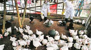 Allí se notificaro0n infecciones por la cepa h5n8. Alemania Confirman Brote De Gripe Aviar H5n8 Actualidad Avipecuaria