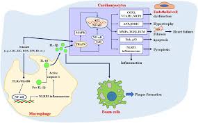 Frontiers | Recent advances of traditional Chinese medicine against  cardiovascular disease: overview and potential mechanisms