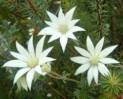 Pin On Flower Remedies