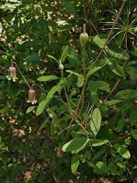 Check out our jasmine seeds selection for the very best in unique or custom, handmade pieces from our gardening & plants shops. Clematis Crispa Blue Jasmine Curly Clematis Marsh Clematis Swamp Leather Flower North Carolina Extension Gardener Plant Toolbox