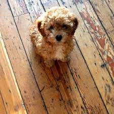 We are located in the gta (greater toronto area) milton , ontario,canada. Australian Labradoodle Puppies For Sale Bc Canada