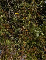 Image result for Bidens pinnatipartita