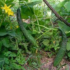 How To Raise Japanese Cucumbers Ehow Cucumber Gardening Japanese Cucumber Cucumber Plant