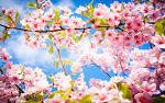 spring  ̹ ˻