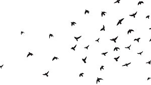 Maybe you would like to learn more about one of these? Mass Die Off Of Birds In Az Southwest Us Due To Climate Change 12news Com