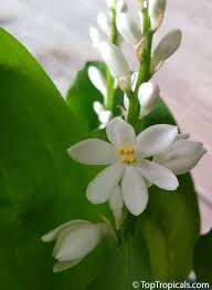 Image result for Xylia africana