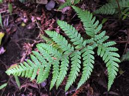 Image result for Ctenitis