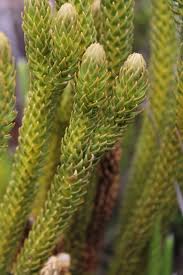 Image result for Huperzia dacrydioides