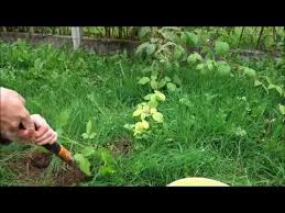 Semis Eclaircissage Entretien Recolte Conservation Maladie Cet Article Vous Dit Tout De La Cultur Fleurs Utiles Au Potager Planter Lavande Jardin Du Sud