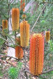 Banksia Ericifolia Heath Banksia Australian Flowers Australian Plants Australian Native Flowers