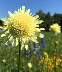 Image result for Cephalaria pungens