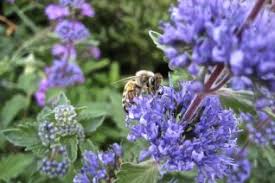 Image result for Verbenaceae