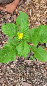 Image result for Hygrophila okavangensis