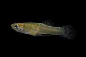 Gambusie Male Camargue W 9976 Aquarium Fish Guppy Fish Pet