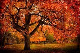 Red Oak Tree Oak Tree Diseases Ornamental Trees