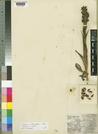 Image result for Corycium dracomontanum