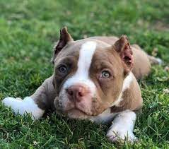 Pin On Cheap Pitbull Puppies For Sale