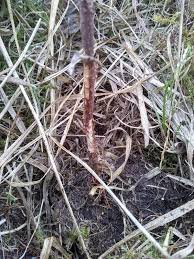 This tree topper cracks me up because it reminds me of what a this tree topper is gorgeous and is one to make you become intimidated by diy if you didn't check out the. Tree Tubes A Discussion Borders Forest Trust