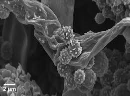 Image result for Cremaspora triflora