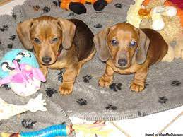 We are dachshund breeders and have been raising dogs for over 20 years now. Akc Mini Dachshund Puppies Ready To Go Price 400 00 For Sale In Geneva Alabama Your City Ads