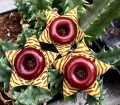 Flowers are not unique to cacti, but cacti flowers are unique. Life Saver Plant Album On Imgur