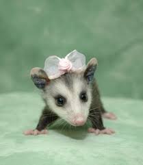 A Baby Possum Baby Possum Baby Opossum Funny Animals