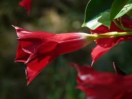 Vedi la nostra forma di fiori di campana selezione dei migliori articoli speciali o personalizzati, fatti a mano dai nostri negozi. Mandevilla A Forma Di Campana Foto Gratis Su Pixabay