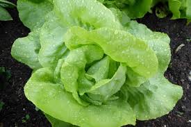 You can keep this from happening by pinching off the center of the plant. Growing Lettuce Planting Growing And Harvesting Lettuce The Old Farmer S Almanac